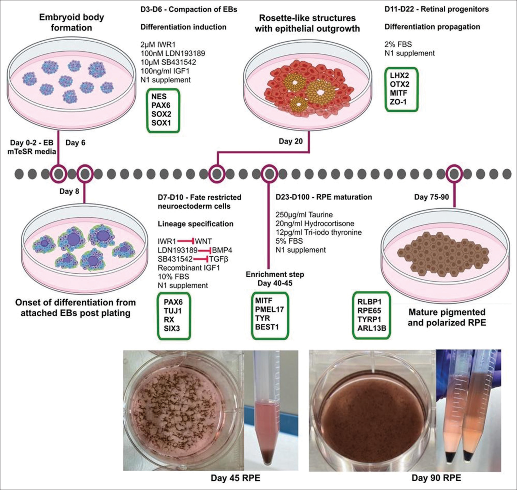 Protocol for generation and characterization of human-induced pluripotent stem cell-derived retinal pigment epithelium. EB: Embyoid bodies, NES: Nestin, PAX6: Paired box-6, SOX2/1-Sex determining region Y-box2/1, FBSp: Fetal bovine serum, LHX2: LIM Homeobox 2, MITF: Microphthalmia-associated transcription factor, ZO-1: Zonula ocludens-1, mTESR: maintenance and expansion of stem cells, TUJ1: Class III beta tubulin, RX: Retinal homeobox protein, SIX3: Sine oculis homeobox 3, PMEL17: Pre melanosome protein 17, TYR: Tyrosinase, BEST1: Bestrophin 1, RLBP1: Retinaldehyde-binding protein 1, RPE65: Retinal pigment epithelium-specific 65 kDa protein, TYRP1: Tyrosinase related protein 1, ARL13B: ADP-ribosylation factor like protein 13B